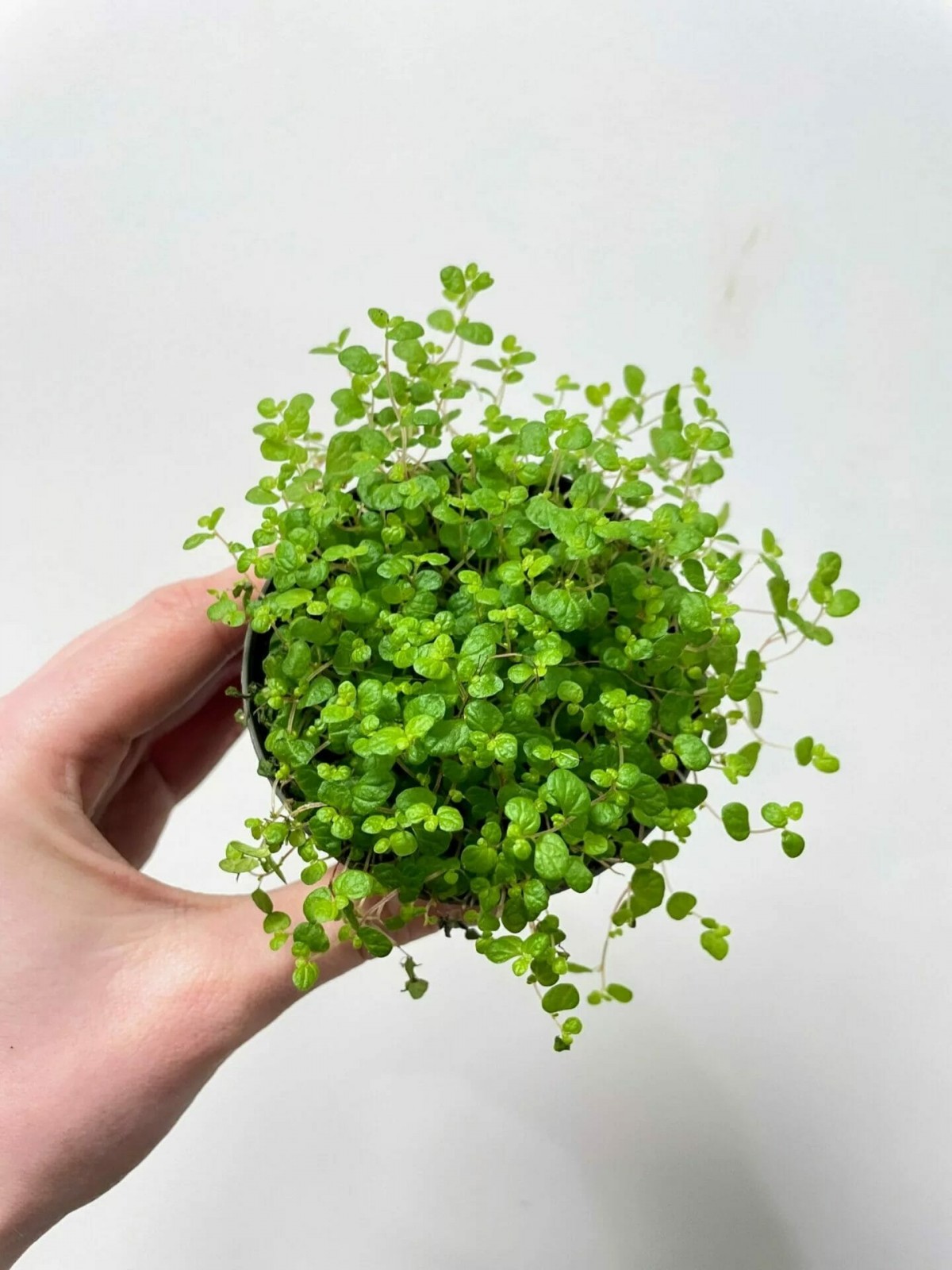 Arap Saçı Helxine Soleirolii 10 Adet