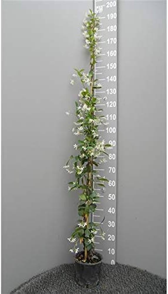 Arap Yasemini - Kokulu Sarmaşık Bitki 120-150 Cm 10 Adet Arap Yasemini - Kokulu Sarmaşık Bitki 120-150 Cm 10 Adet