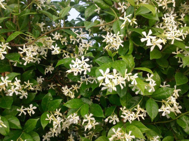 Arap Yasemini - Kokulu Sarmaşık Bitki  120-150 Cm 3 Adet