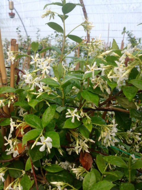 Arap Yasemini - Kokulu Sarmaşık Bitki 2-2.5 Metre Arap Yasemini - Kokulu Sarmaşık Bitki 2-2.5 Metre