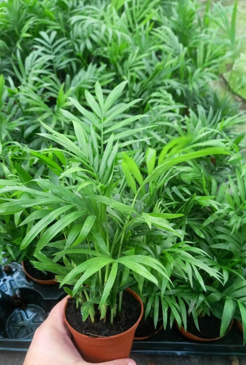 Areka Palmiyesi 20-25 cm Areka Palmiyesi 20-25 cm