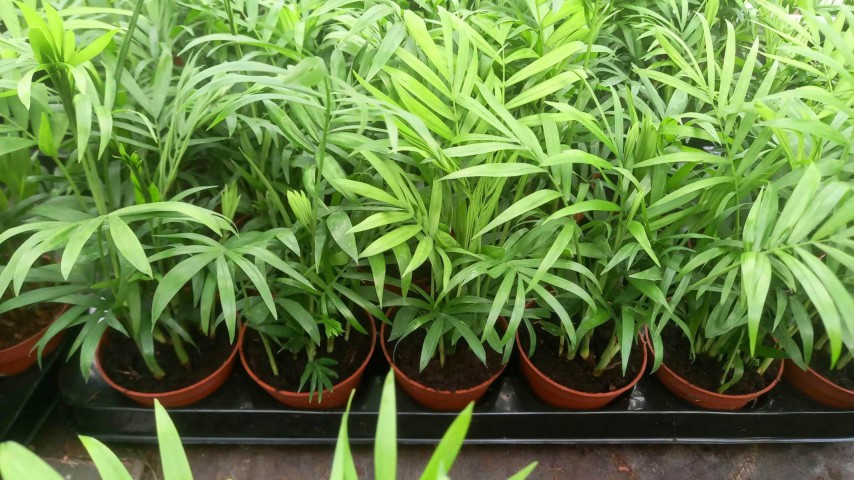 Areka Palmiyesi 20-25 cm Areka Palmiyesi 20-25 cm