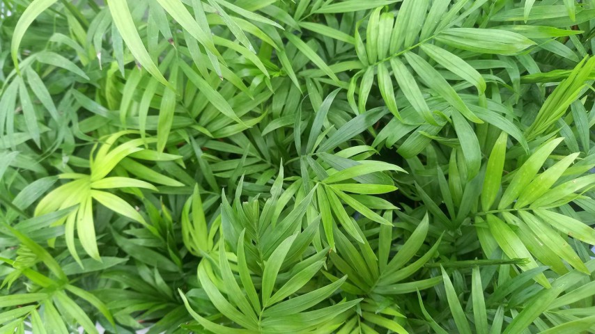 Areka Palmiyesi 20-25 cm Areka Palmiyesi 20-25 cm