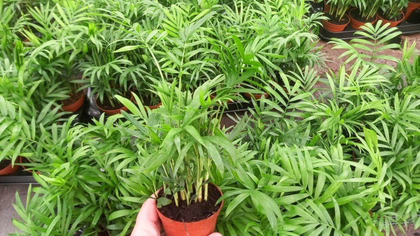 Areka Palmiyesi 20-25 cm Areka Palmiyesi 20-25 cm