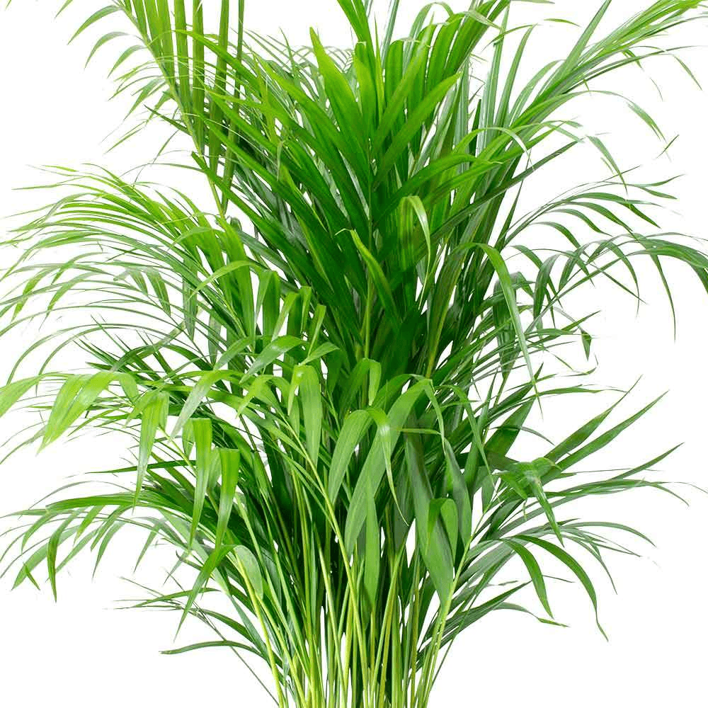Areka Palmiyesi 80-100cm Areka Palmiyesi 80-100cm