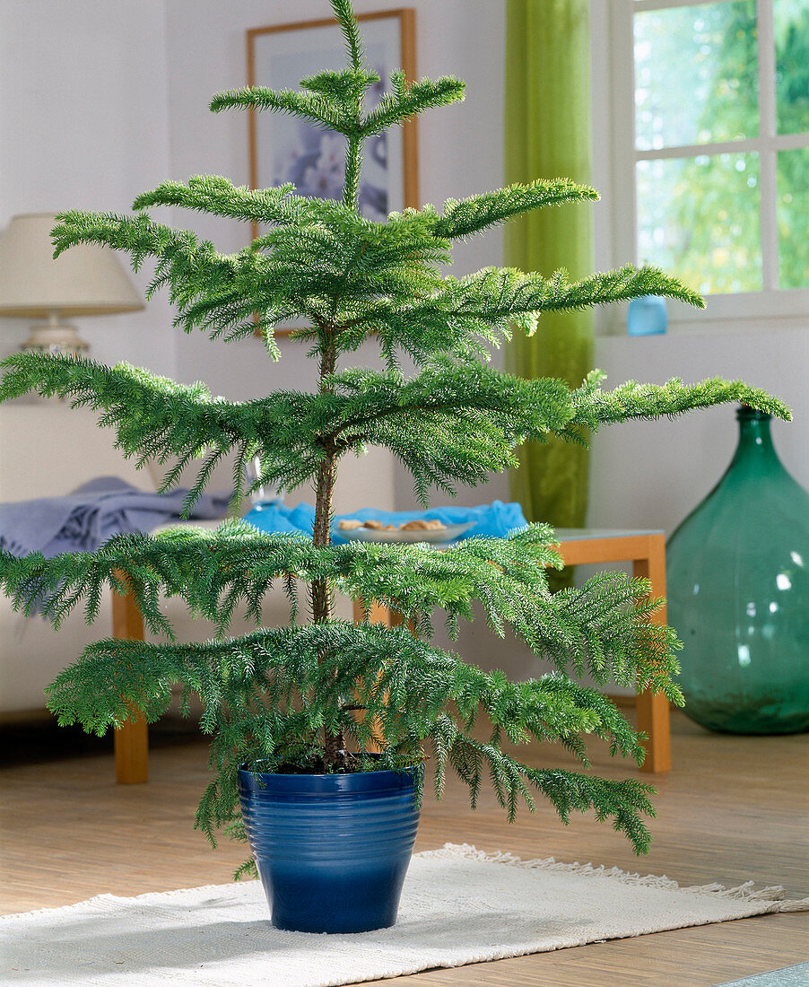 Arokarya Çamı – Salon Çamı 80 cm 3 Adet