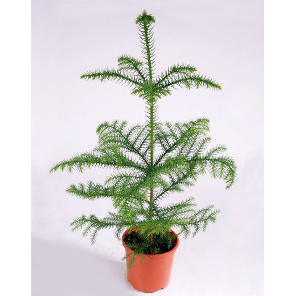 Arokarya Çamı – Salon Çamı 80 cm 3 Adet