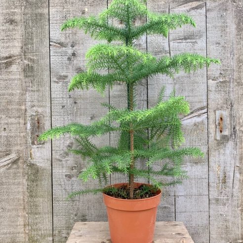 Arokarya Çamı – Salon Çamı 80 cm 3 Adet