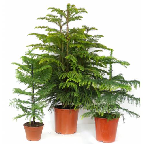 Arokarya Çamı – Salon Çamı 80 cm 3 Adet