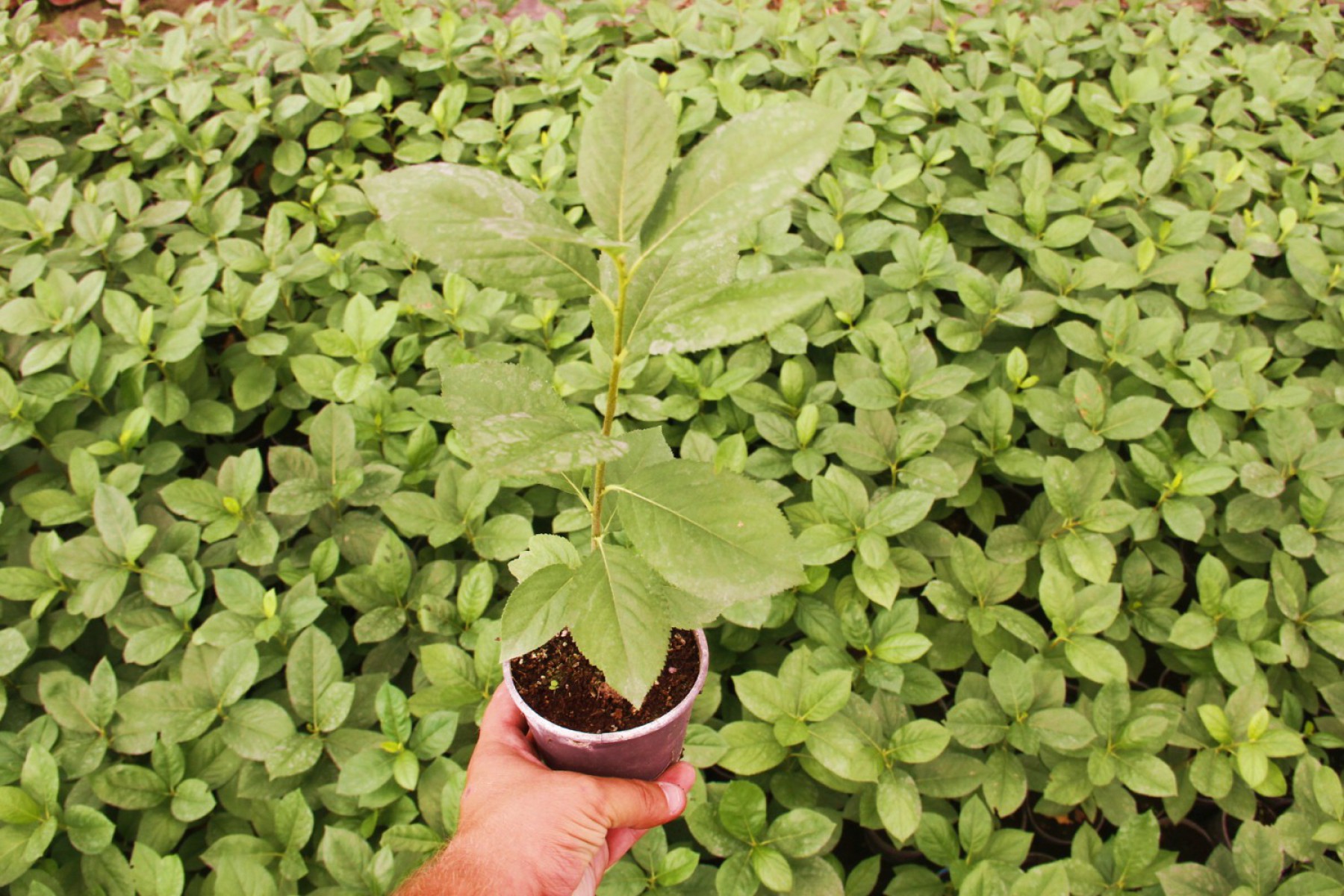 Aronya Fidanı 2-3 Yaş 25-30 cm – 3 Adet Canlı Meyve Fidanı