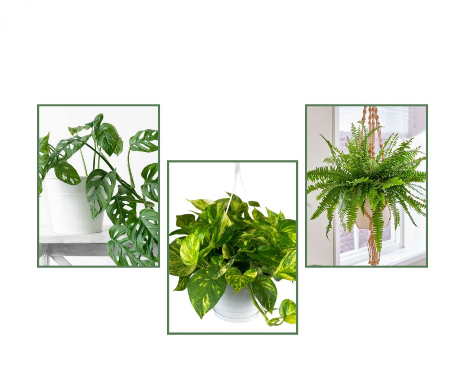 Aşk Merdiveni & Delikli Deve Tabanı & Askılı Sakısıda Pathos Sarmaşığı Aşk Merdiveni & Delikli Deve Tabanı & Askılı Sakısıda Pathos Sarmaşığı