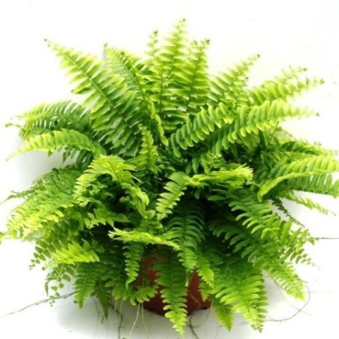 Aşk Merdiveni( Fujer) 2 Adet