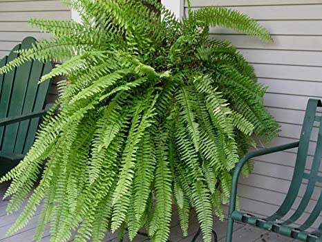 Aşk Merdiveni( Fujer) 2 Adet Aşk Merdiveni( Fujer) 2 Adet