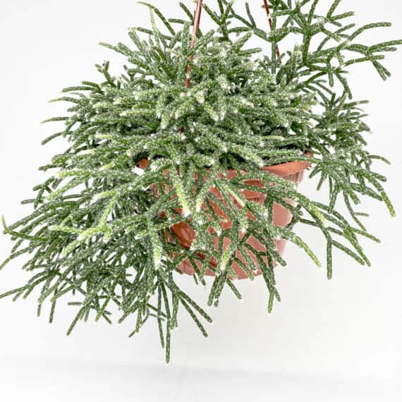 Askılı Saksıda Spagetti Kaktüsü – Rhipsalis Pilocarpa Askılı Saksıda Spagetti Kaktüsü – Rhipsalis Pilocarpa