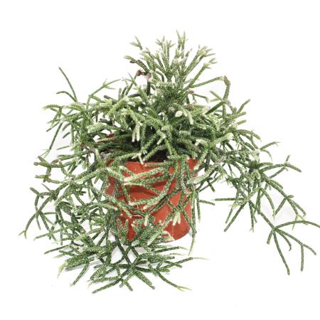 Askılı Saksıda Spagetti Kaktüsü – Rhipsalis Pilocarpa Askılı Saksıda Spagetti Kaktüsü – Rhipsalis Pilocarpa