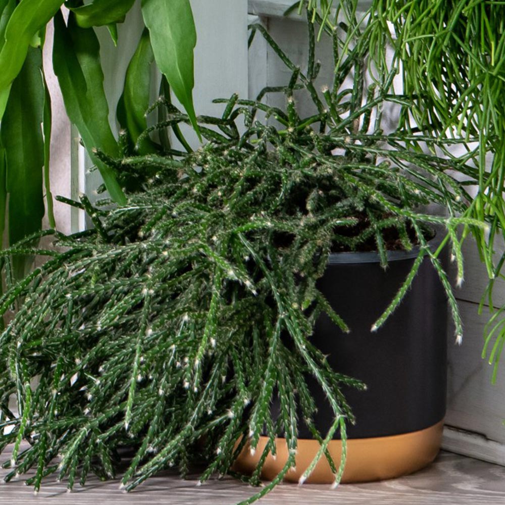 Askılı Saksıda Spagetti Kaktüsü – Rhipsalis Pilocarpa Askılı Saksıda Spagetti Kaktüsü – Rhipsalis Pilocarpa