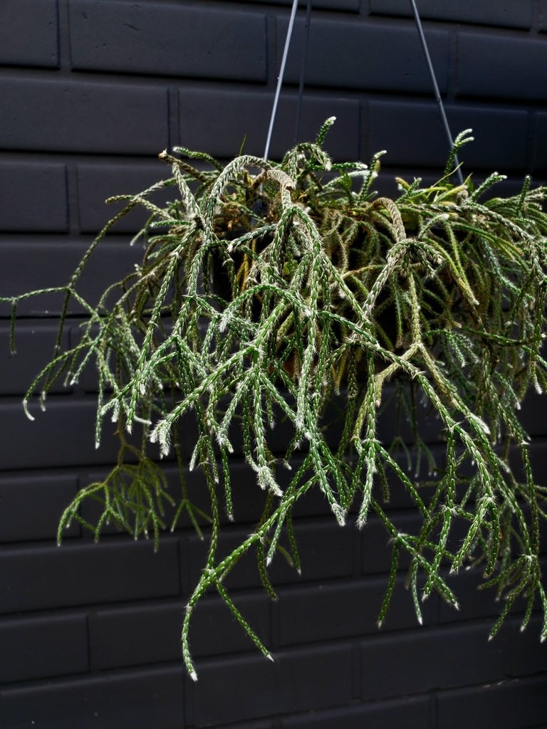 Askılı Saksıda Spagetti Kaktüsü – Rhipsalis Pilocarpa Askılı Saksıda Spagetti Kaktüsü – Rhipsalis Pilocarpa