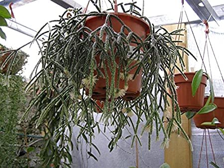 Askılı Saksıda Spagetti Kaktüsü – Rhipsalis Pilocarpa Askılı Saksıda Spagetti Kaktüsü – Rhipsalis Pilocarpa