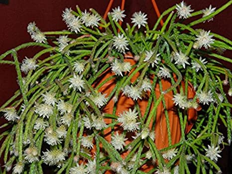 Askılı Saksıda Spagetti Kaktüsü – Rhipsalis Pilocarpa Askılı Saksıda Spagetti Kaktüsü – Rhipsalis Pilocarpa