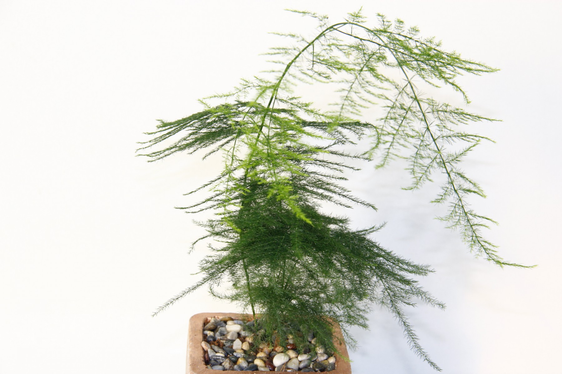 Asparagus – Tül Kuşkonmaz Bronz Saksıda Asparagus – Tül Kuşkonmaz Bronz Saksıda