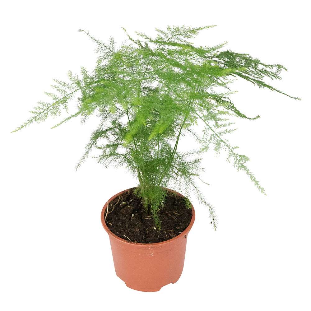 Asparagus – Tül Kuşkonmaz