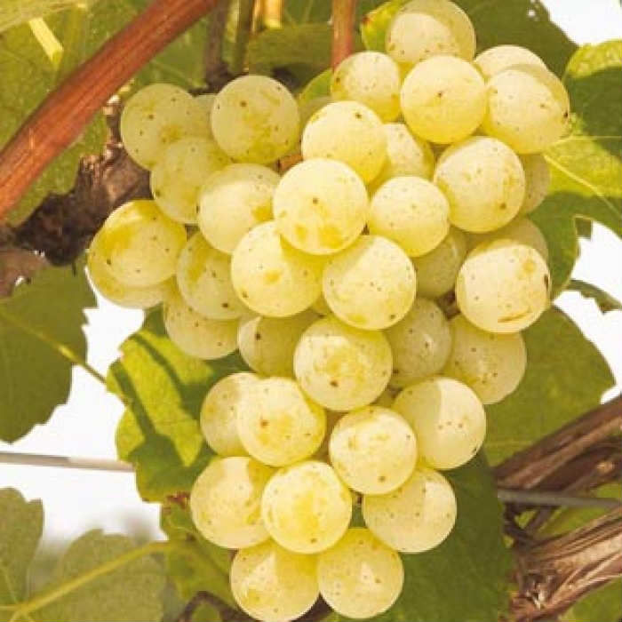 Ata Sarısı Üzüm Fidanı 2 Yaş Tüplü Ata Sarısı Üzüm Fidanı 2 Yaş Tüplü