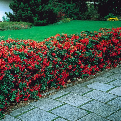 Ateş Dikeni - Pyracantha 3 Adet Ateş Dikeni - Pyracantha 3 Adet
