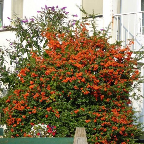 Ateş Dikeni - Pyracantha 3 Adet Ateş Dikeni - Pyracantha 3 Adet
