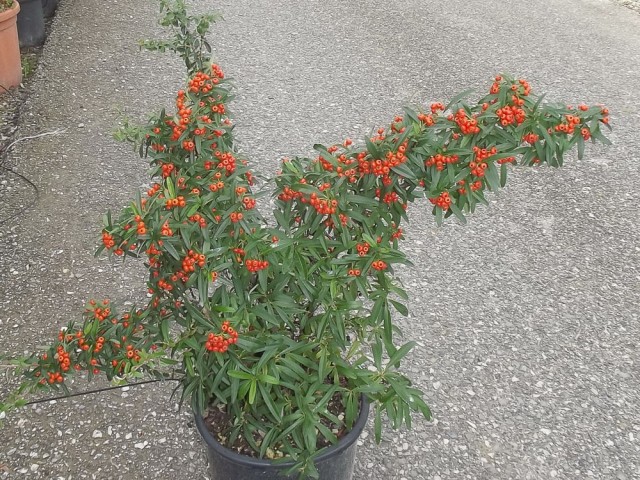 Ateş Dikeni - Pyracantha 3 Adet