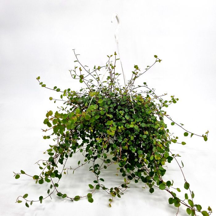 Avustralya Sarmaşığı (Muehlenbeckia) Askılı Saksıda 2 Adet