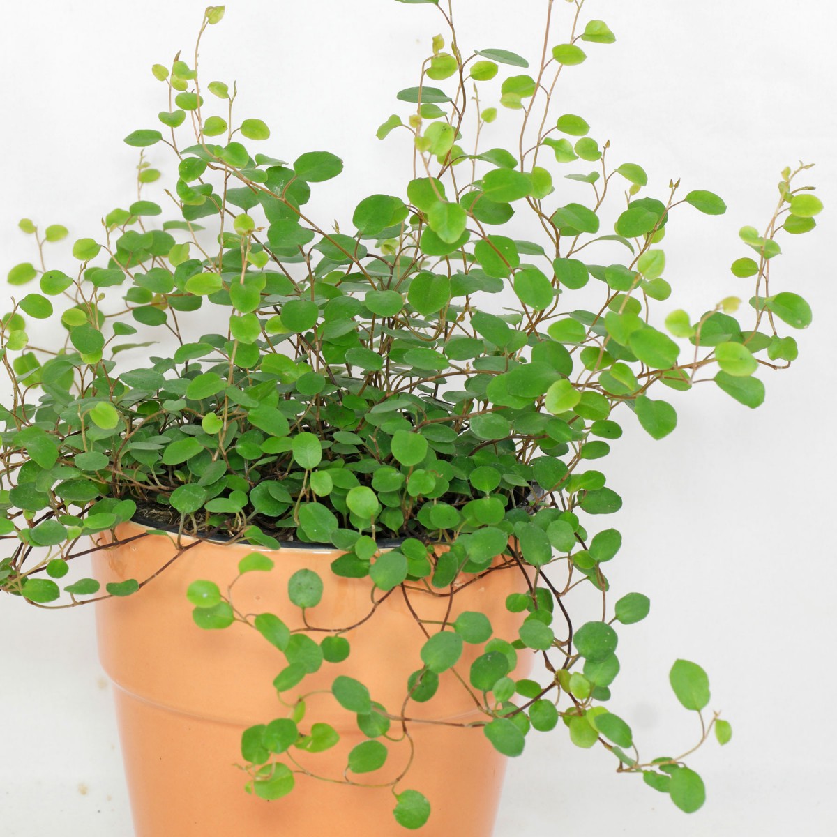 Avustralya Sarmaşığı (Muehlenbeckia) Askılı Saksıda Avustralya Sarmaşığı (Muehlenbeckia) Askılı Saksıda