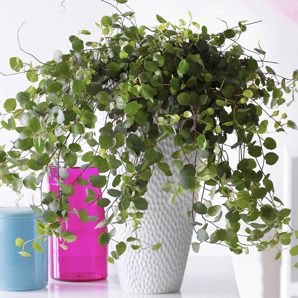 Avustralya Sarmaşığı (Muehlenbeckia) Askılı Saksıda