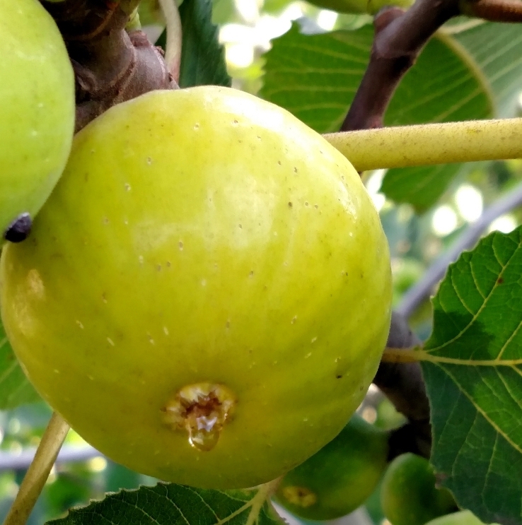 Aydın Sarı Lop İncir Fidanı Tüplü Aydın Sarı Lop İncir Fidanı Tüplü