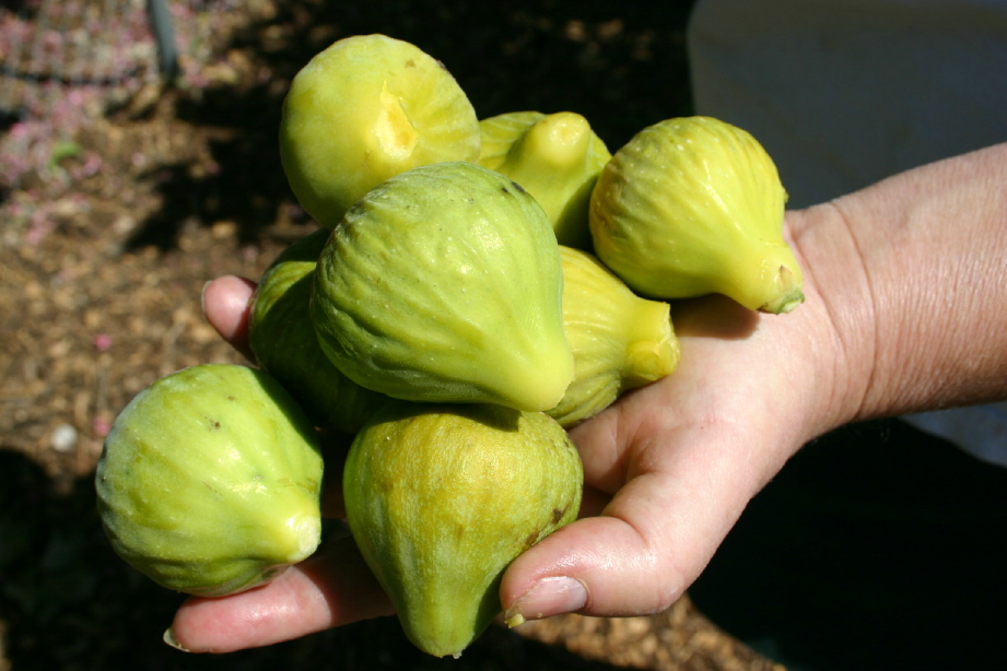 Aydın Sarı Lop İncir Fidanı Tüplü Aydın Sarı Lop İncir Fidanı Tüplü