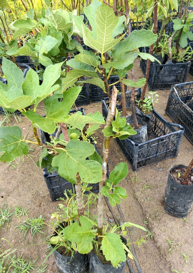 Aydın Sarı Lop İncir Fidanı Tüplü Aydın Sarı Lop İncir Fidanı Tüplü