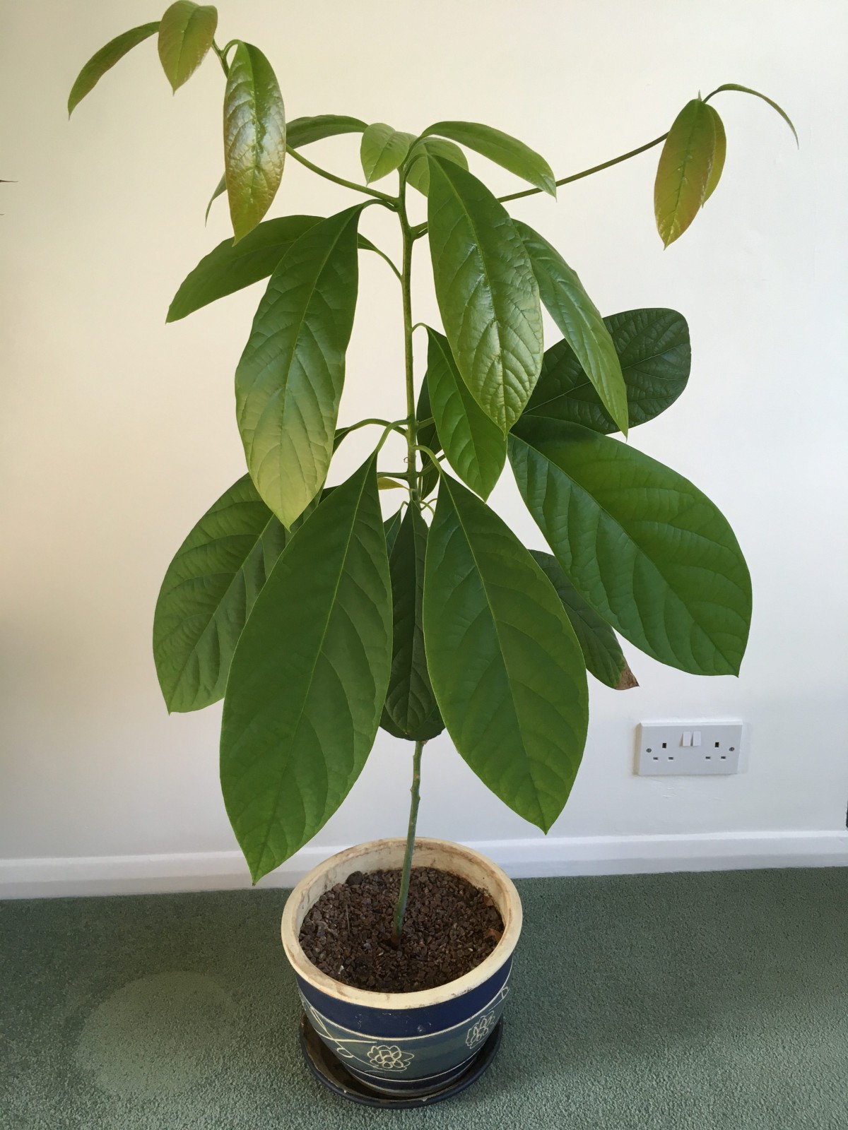 Bacon Avokado Fidanı