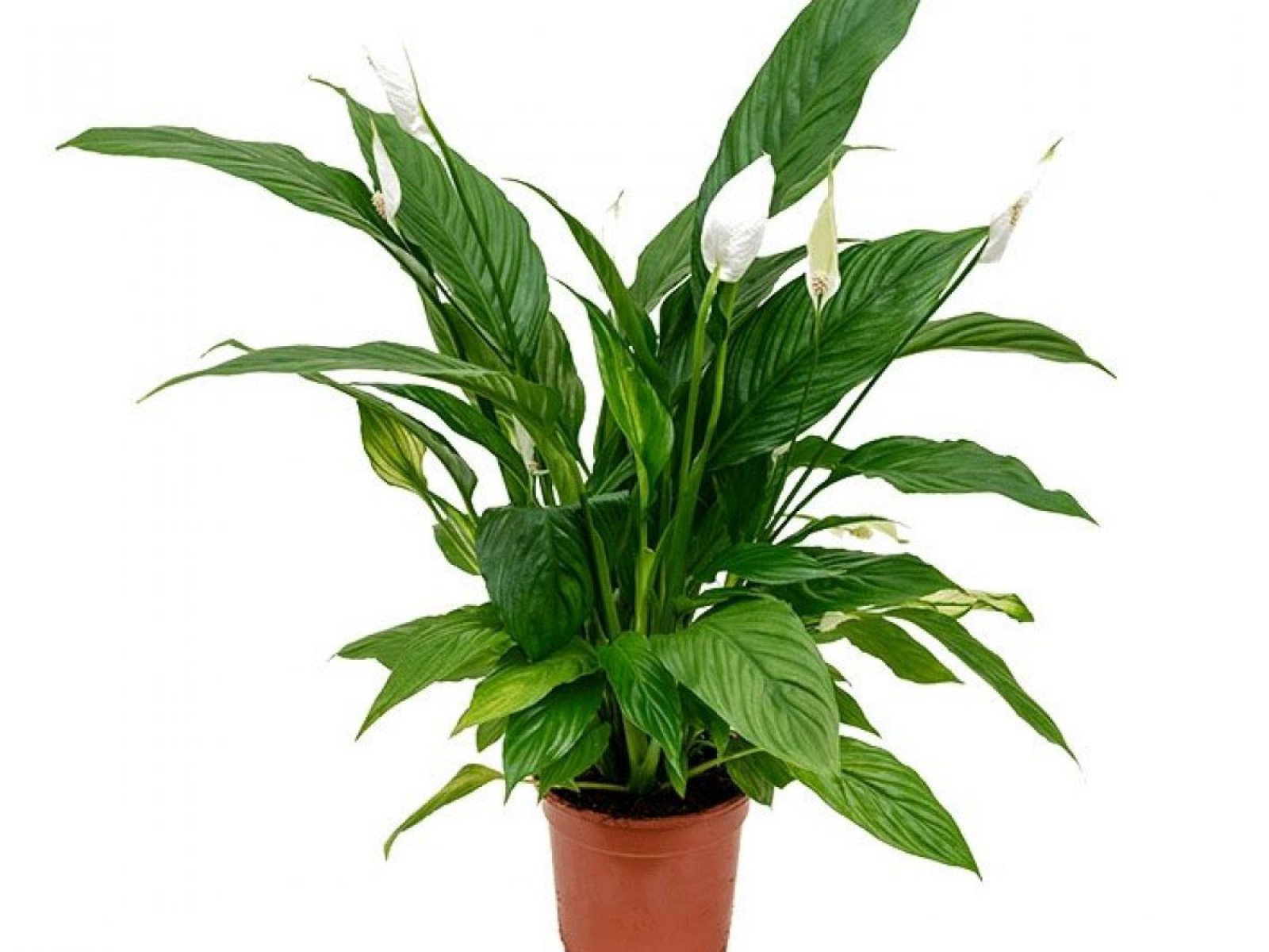 Barış Çiçeği – Spathiphyllum 40cm 5 Adet