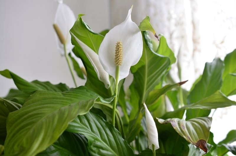Barış Çiçeği – Spathiphyllum 40cm 5 Adet