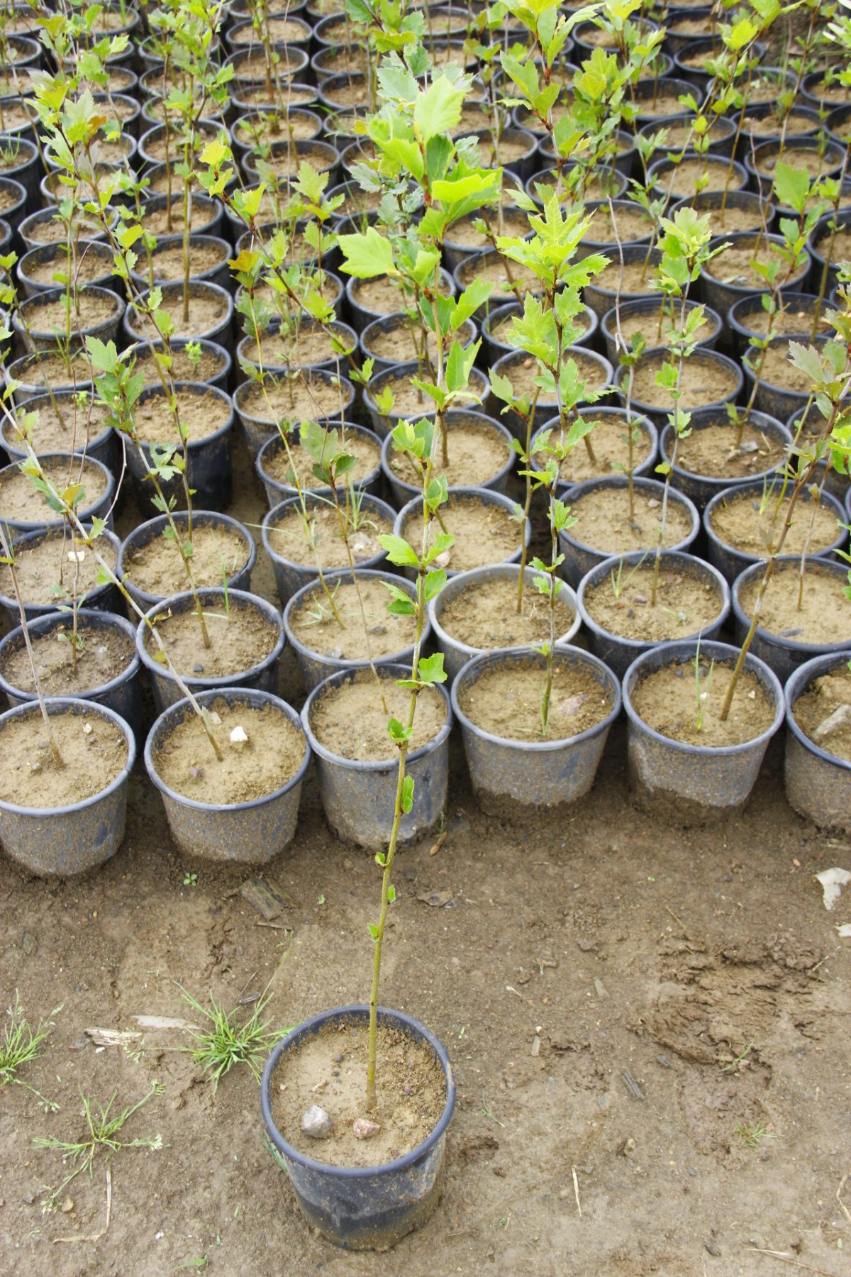 Batı Çınarı Fidanı Platanus Occidentalis 5 Adet