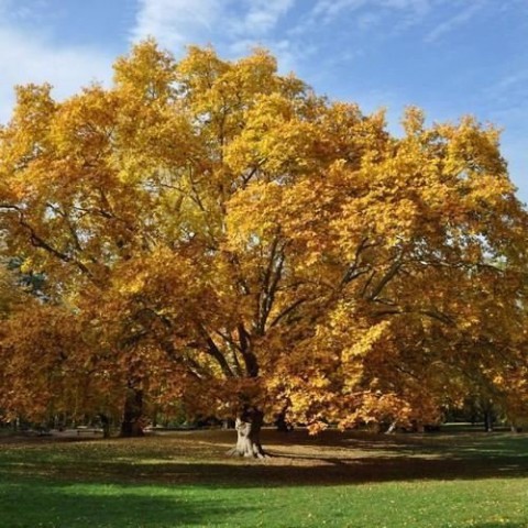 Batı Çınarı Fidanı Platanus Occidentalis 10 Adet Batı Çınarı Fidanı Platanus Occidentalis 10 Adet