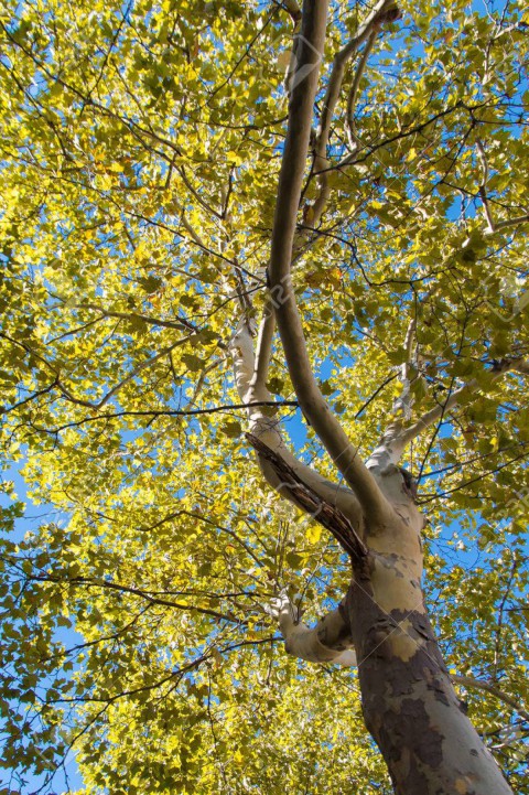 Batı Çınarı Fidanı Platanus Occidentalis Batı Çınarı Fidanı Platanus Occidentalis