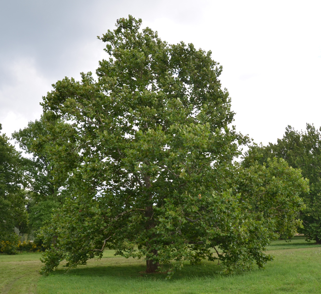 Batı Çınarı Fidanı Platanus Occidentalis Batı Çınarı Fidanı Platanus Occidentalis