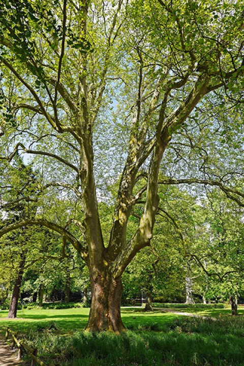 Batı Çınarı Fidanı Platanus Occidentalis Batı Çınarı Fidanı Platanus Occidentalis