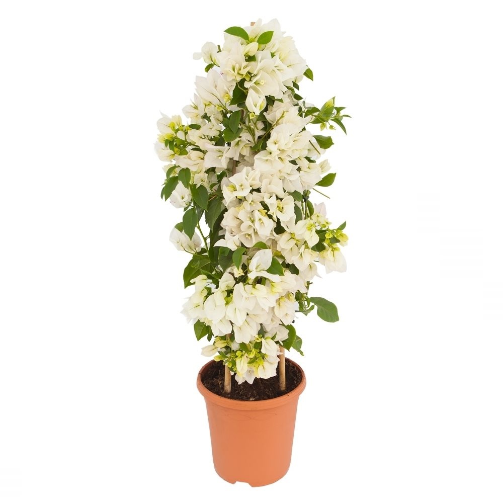 Begonvil - Beyaz 100 cm Begonvil - Beyaz 100 cm