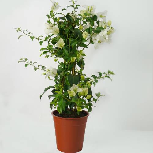 Begonvil - Beyaz 100 cm Begonvil - Beyaz 100 cm
