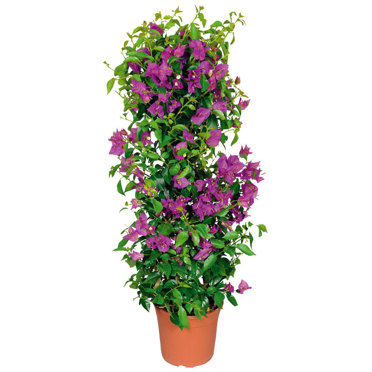 Begonvil - Mor 100cm Begonvil - Mor 100cm