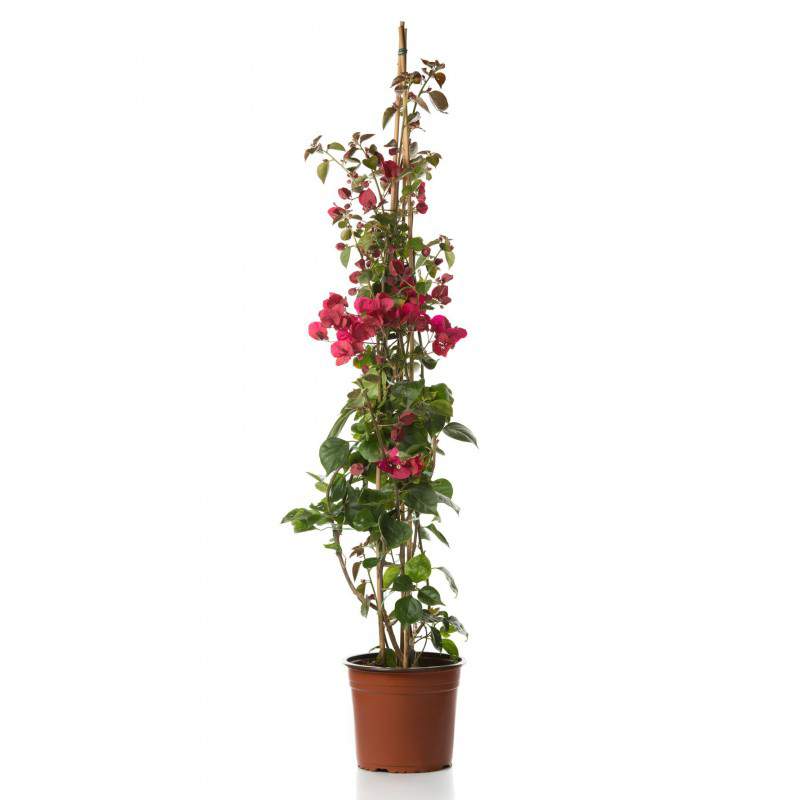 Begonvil - Pembe 100cm