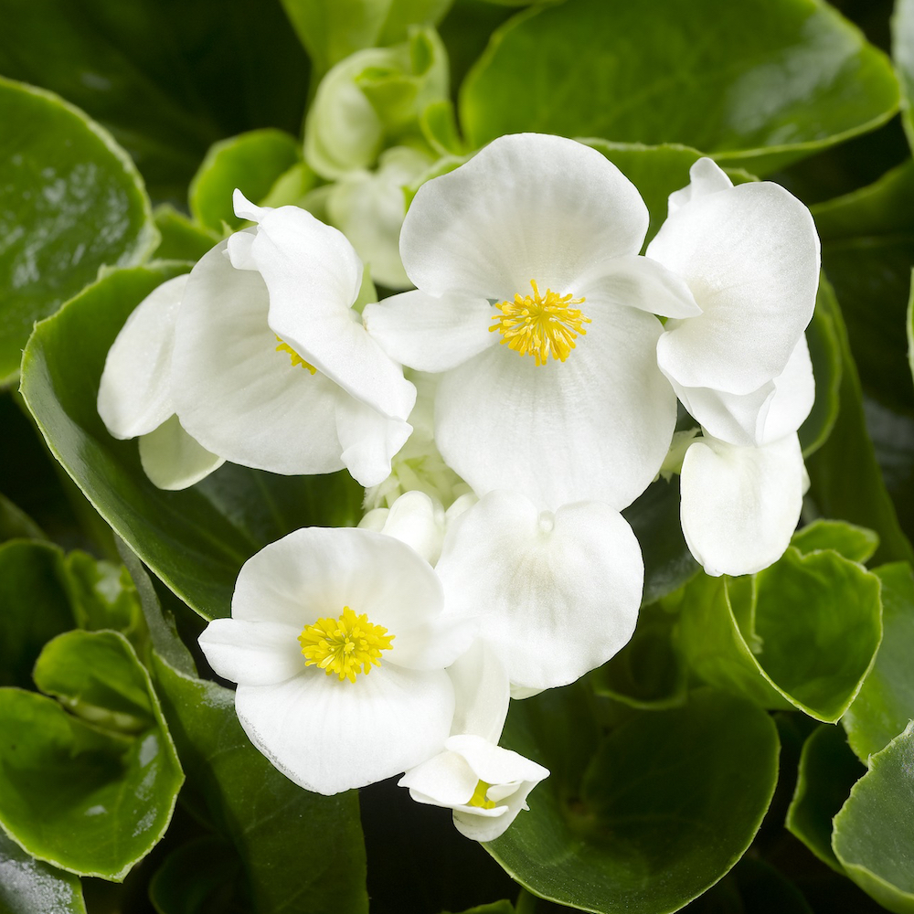 Begonya – Begonia Beyaz Renk 20 Adet