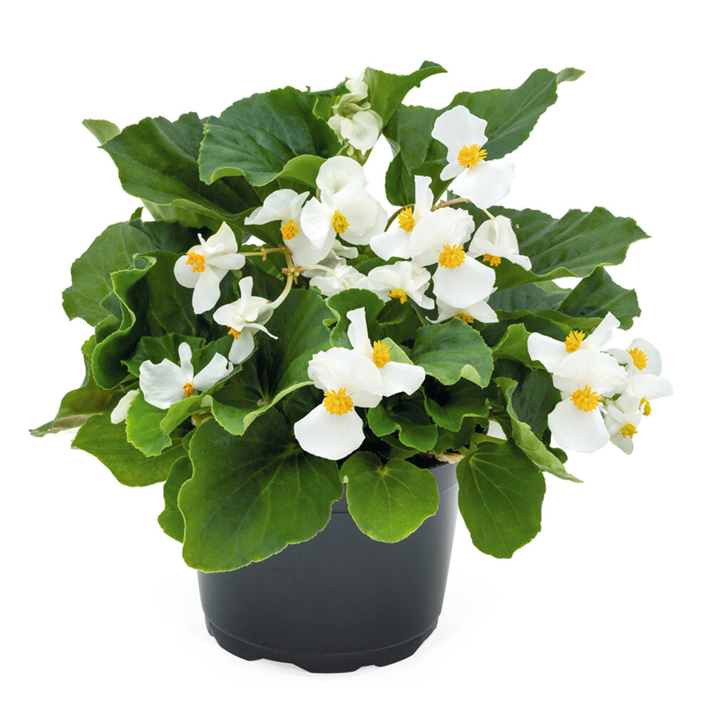 Begonya – Begonia Beyaz Renk 50 Adet