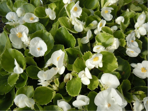 Begonya – Begonia Beyaz Renk 50 Adet